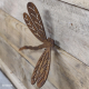 libelle met schroefdraad